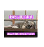 ねこ様の心の声（個別スタンプ：7）