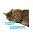ねこ様の心の声（個別スタンプ：8）