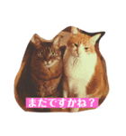 ねこ様の心の声（個別スタンプ：9）