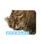 ねこ様の心の声（個別スタンプ：10）