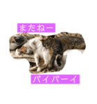 ねこ様の心の声（個別スタンプ：11）