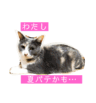 ねこ様の心の声（個別スタンプ：12）