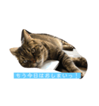 ねこ様の心の声（個別スタンプ：13）