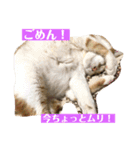 ねこ様の心の声（個別スタンプ：14）