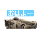 ねこ様の心の声（個別スタンプ：15）