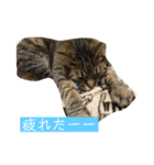 ねこ様の心の声（個別スタンプ：16）