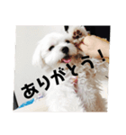モコちゃん part.1（個別スタンプ：1）