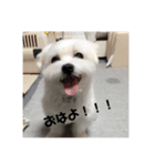 モコちゃん part.1（個別スタンプ：4）