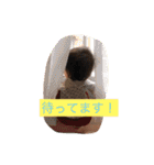 さくらとドルのスタンプ（個別スタンプ：11）