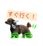 さくらとドルのスタンプ（個別スタンプ：36）