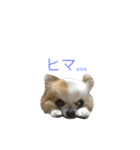 ぴち（個別スタンプ：17）