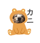 モモの感想スタンプ（個別スタンプ：1）