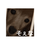 モモの感想スタンプ（個別スタンプ：6）