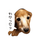モモの感想スタンプ（個別スタンプ：8）