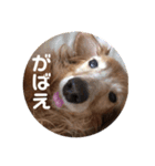 モモの感想スタンプ（個別スタンプ：9）