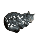 うるはさんだよ（個別スタンプ：13）