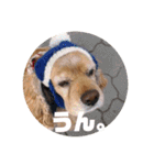 アメコカAshley（個別スタンプ：5）