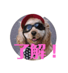 アメコカAshley（個別スタンプ：12）