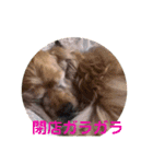 アメコカAshley（個別スタンプ：13）