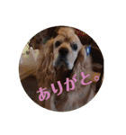 アメコカAshley（個別スタンプ：14）