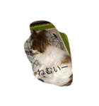 パピヨンLALALA（個別スタンプ：1）