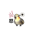 ...オカメインコ...（個別スタンプ：2）