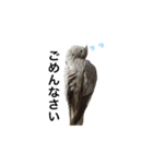 ...オカメインコ...（個別スタンプ：4）
