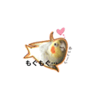 ...オカメインコ...（個別スタンプ：5）