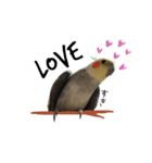 ...オカメインコ...（個別スタンプ：6）