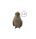 ...オカメインコ...（個別スタンプ：7）