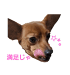 ミニピンあもるの日常ver.2！！（個別スタンプ：17）