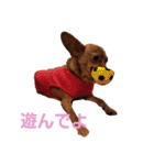 ミニピンあもるの日常ver.2！！（個別スタンプ：20）
