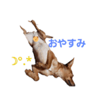 ミニピンあもるの日常ver.2！！（個別スタンプ：23）