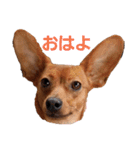 ミニピンあもるの日常ver.2！！（個別スタンプ：25）
