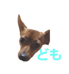 ミニピンあもるの日常ver.2！！（個別スタンプ：28）