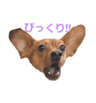 ミニピンあもるの日常ver.2！！（個別スタンプ：33）