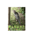 シャーちゃんズ＆しかおちゃん（個別スタンプ：5）