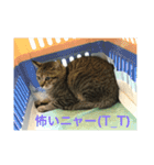 シャーちゃんズ＆しかおちゃん（個別スタンプ：6）