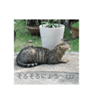 シャーちゃんズ＆しかおちゃん（個別スタンプ：8）