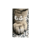 シャーちゃんズ＆しかおちゃん（個別スタンプ：11）