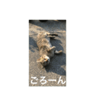 シャーちゃんズ＆しかおちゃん（個別スタンプ：13）