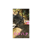 シャーちゃんズ＆しかおちゃん（個別スタンプ：14）