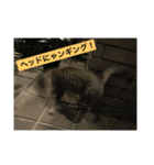 シャーちゃんズ＆しかおちゃん（個別スタンプ：16）