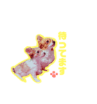 愉快なワンコの日常会話（個別スタンプ：4）