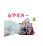 愉快なワンコの日常会話（個別スタンプ：5）