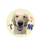 ゴールデンのピース君（個別スタンプ：2）