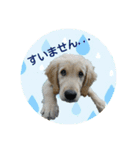 ゴールデンのピース君（個別スタンプ：4）