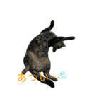 キジトラちまき（個別スタンプ：5）