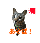 キジトラちまき（個別スタンプ：8）