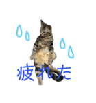 キジトラちまき（個別スタンプ：9）